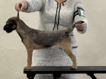 Gracezheim Inspired By Awbrooksky